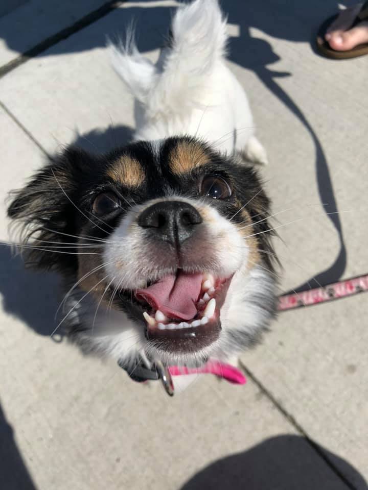 Mila, Kale's dog, looking happy